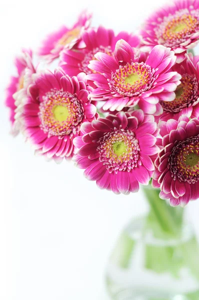 Pink gerbera daisies — Stock Photo, Image