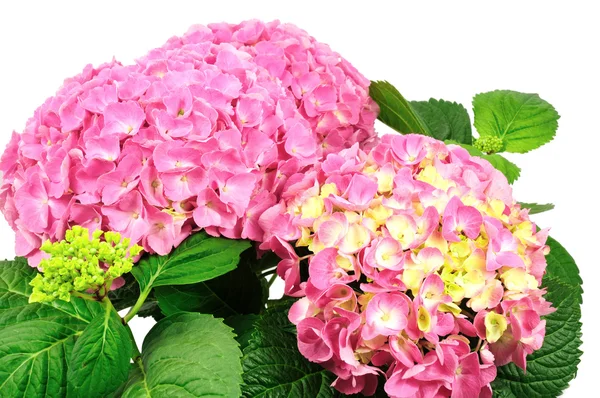 Pink hydrangea — Stock Photo, Image