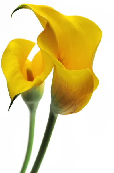 Callas żółty — Zdjęcie stockowe