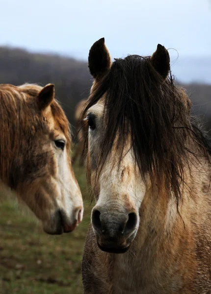 stock image Horses