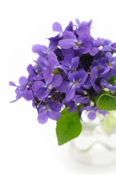 Violet bouquet — Stock Photo, Image