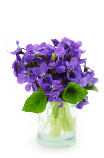 Ramo violeta — Foto de Stock