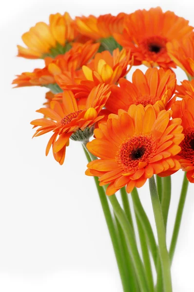 Orange gerbera daisies — Stock Photo, Image