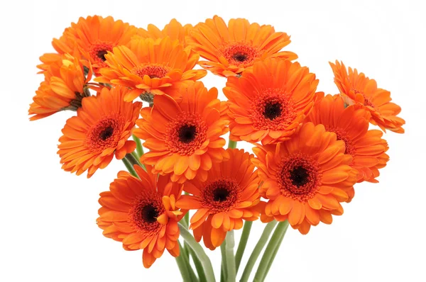 Orange gerbera daisies — Stock Photo, Image
