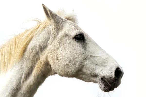 stock image White horse