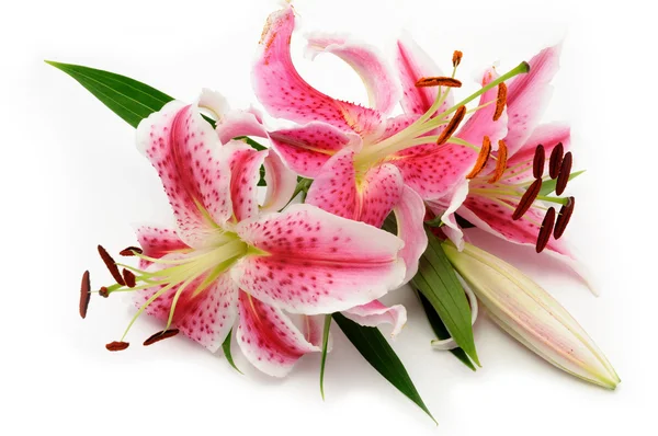 Lilies — Stock Photo, Image