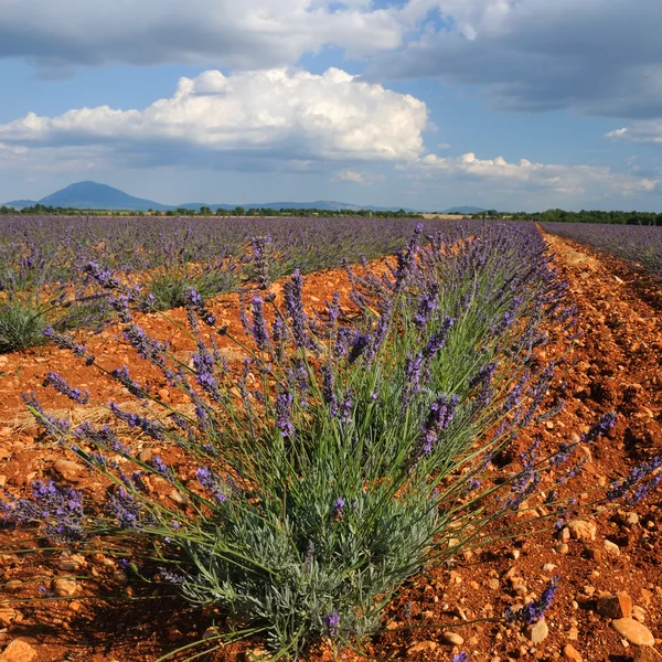 La lavande. Provence, France — Photo
