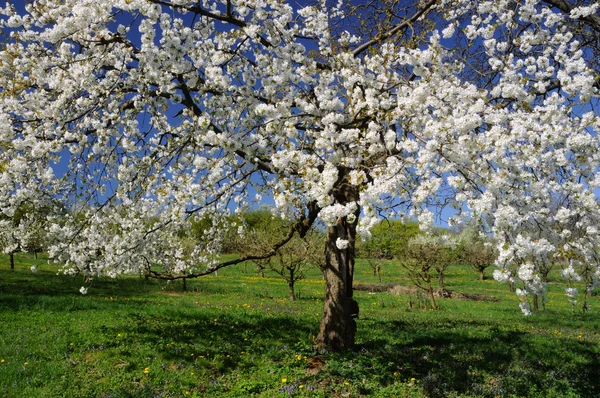 Primavera — Fotografia de Stock