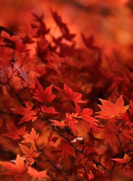 Red japanese maple leaves background — Stock Photo, Image