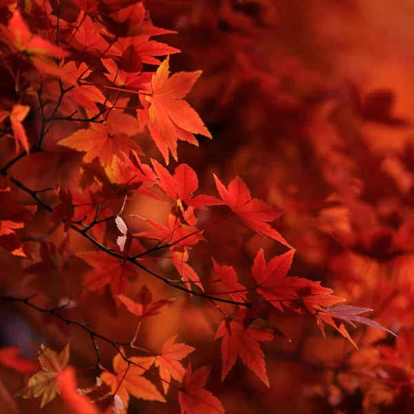 Red japanese maple leaves background — Stock Photo, Image