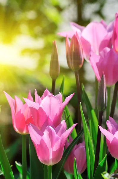 Rosa tulpaner — Stockfoto