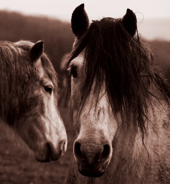 Retrato de cavalo em sépia tonificado — Fotografia de Stock
