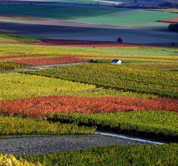 Виноградник в осінніх кольорах — стокове фото