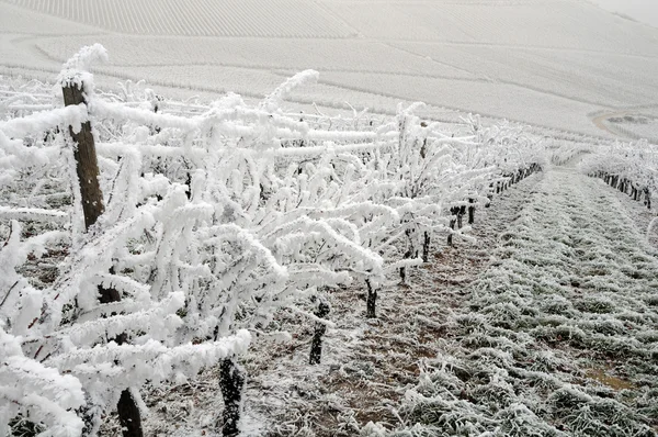 Зимний виноградник, Рейнская долина, Германия — стоковое фото