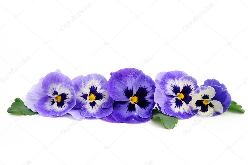 Pansy on white