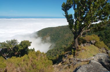 Madeira Adası