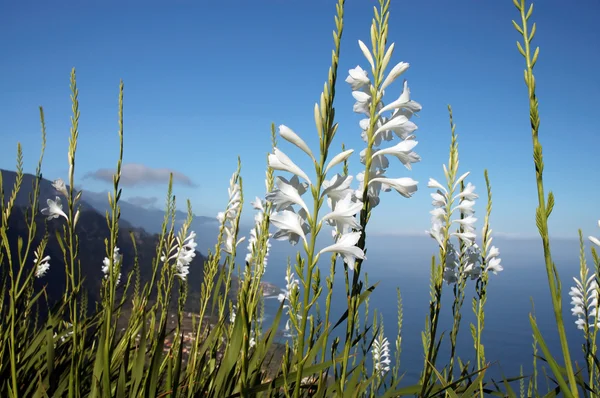 Wild witte bloemen. het eiland van de noordelijke kust van madeira — Stockfoto