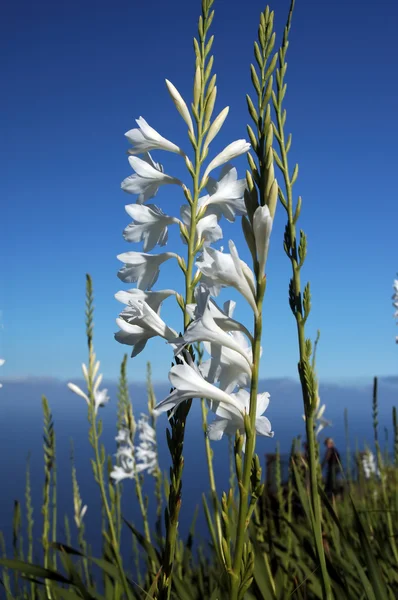 Flores brancas selvagens. A costa norte da Ilha da Madeira — Fotografia de Stock
