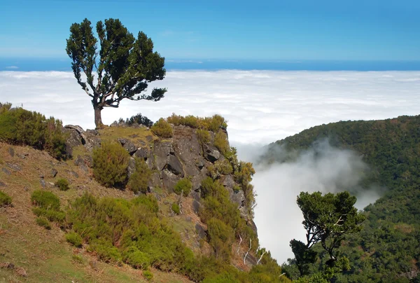 Ön Madeira — Stockfoto