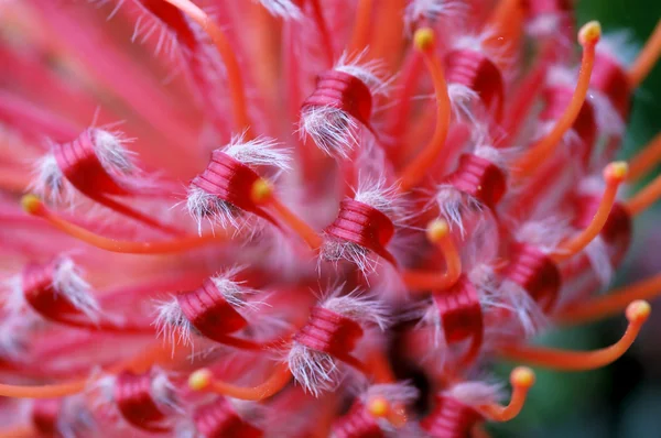 Protea — Foto Stock