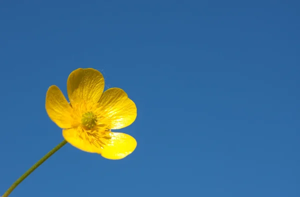 stock image Yellow meadow flowers