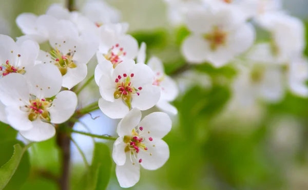 Blommande träd grushovaya — Stockfoto