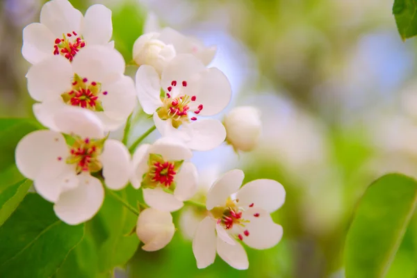 Blommande träd grushovaya — Stockfoto