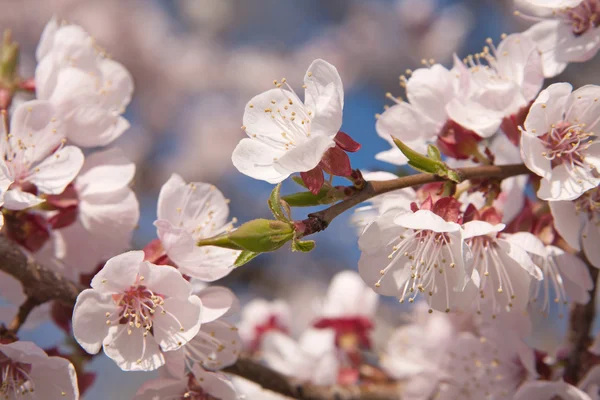 아름다운 봄 꽃 — 스톡 사진