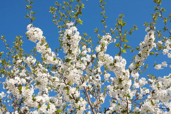 Linda flor de primavera — Fotografia de Stock