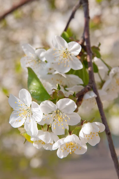 Krásný jarní květ — Stock fotografie