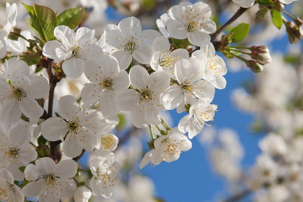 Krásný jarní květ — Stock fotografie
