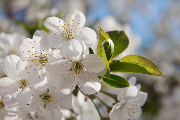 Gyönyörű tavaszi virág — Stock Fotó