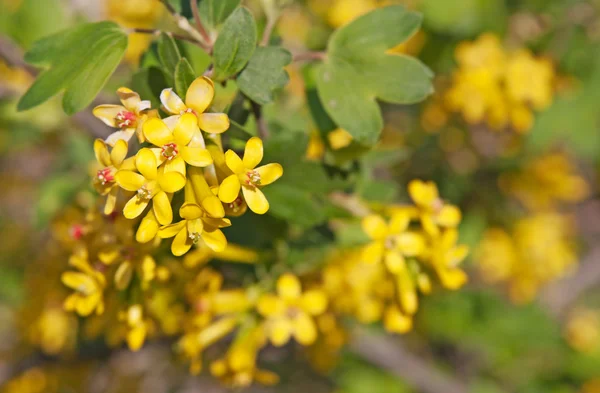 stock image Flowers of a currant