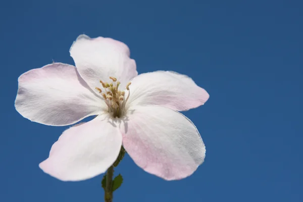 Beyaz çiçek çayır — Stok fotoğraf