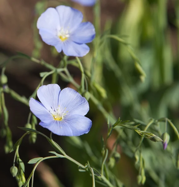 Kwiaty niebieskie łąka — Zdjęcie stockowe