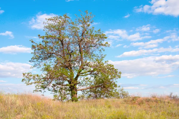 stock image Autumn tree