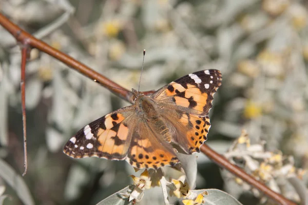 Бабочка крупным планом — стоковое фото