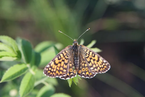 Close-up borboleta — Fotografia de Stock