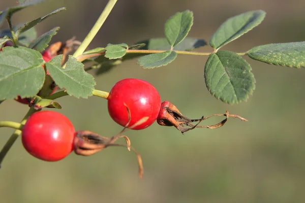 Red berries rose hips — Stock Photo, Image