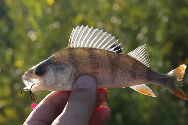 Fish close-up bass — Stock Photo, Image