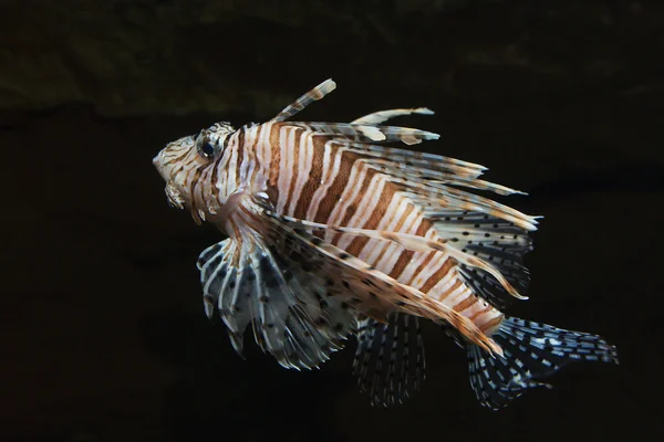 stock image Zebra fish