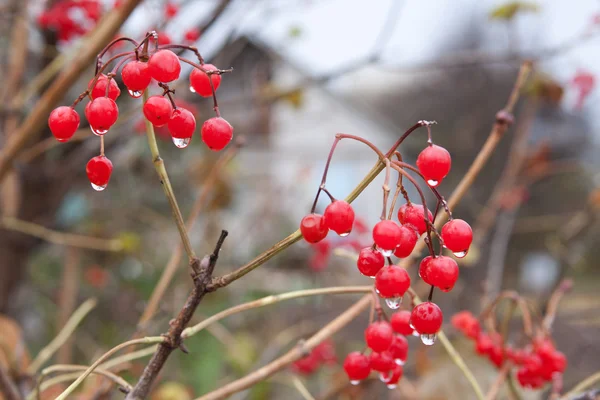 Red berries of viburnum — Stock Photo, Image