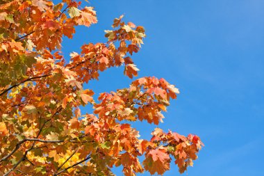 Maple leaves against a blue sky clipart