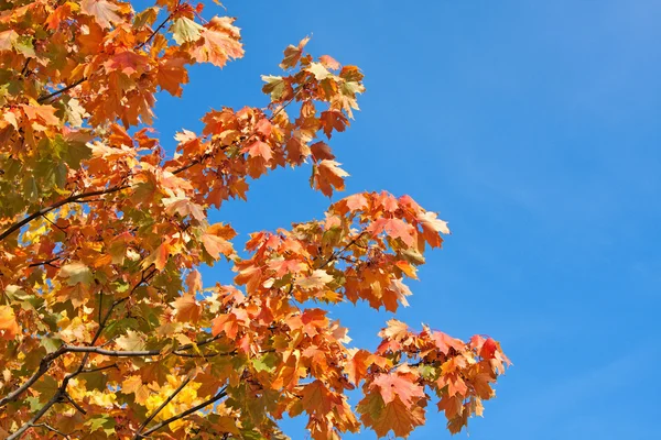 stock image Maple leaves against a blue sky