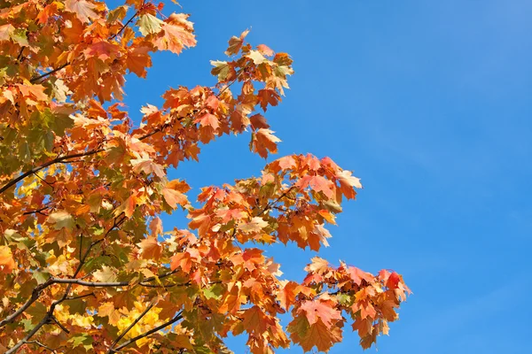 Кленове листя на тлі блакитного неба — стокове фото