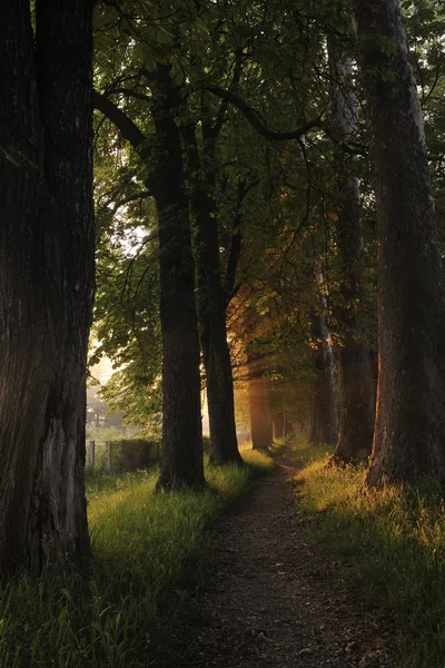 Lever de soleil dans une belle ruelle — Photo