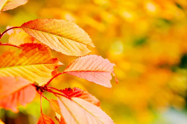 Autumn orange leafs background — Stock Photo, Image
