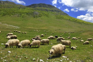 Sheeps in nature clipart