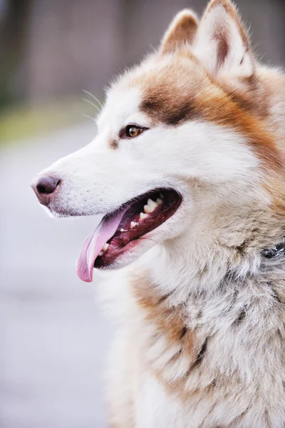 stock image Dog animal