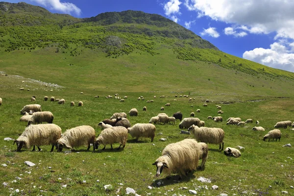 stock image Sheeps in nature